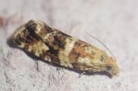 Olethreutes palustrana