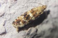 Olethreutes palustrana