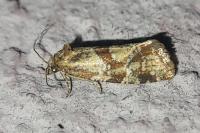 Aethes hartmanniana/piercei