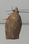 Pandemis heparana