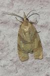 Sparganothis pilleriana