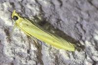 Selagia argyrella