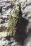 Acrobasis consociella