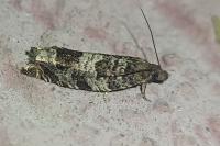 Ancylis achatana