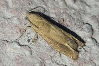 Eucosma conterminana