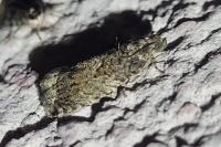 Cydia fagiglandana