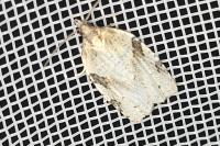 Clepsis spectrana