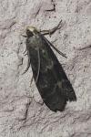 Glyptoteles leucacrinella