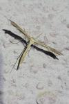 Stenoptilia