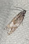 Rhopobota naevana