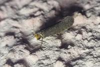 Cephimallota crassiflavella
