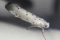 Yponomeuta