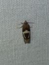 Epiblema foenella