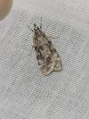 Scoparia ambigualis