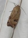 Noctua orbona