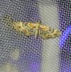 Eupithecia linariata