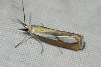 Catoptria conchella conchella
