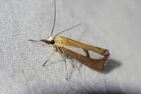 Catoptria conchella conchella