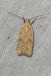 Agonopterix assimilella