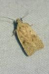 Agonopterix assimilella