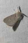 Diaphora mendica