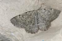 Charissa pullata