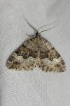 Colostygia aptata