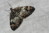 Dysstroma citrata