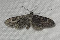 Eupithecia nanata