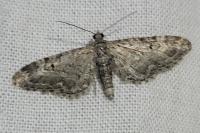 Eupithecia nanata