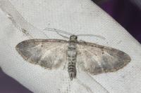 Eupithecia subumbrata