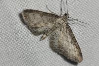 Eupithecia subumbrata