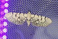 Eupithecia venosata