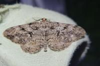 Peribatodes secundaria