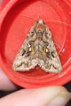 Autographa pulchrina