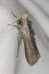 Cucullia asteris
