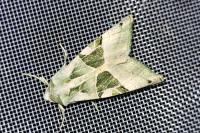 Phlogophora scita