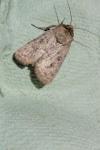 Hoplodrina octogenaria/alsinides