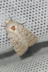 Hoplodrina respersa