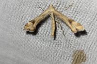 Platyptilia