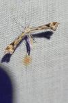Platyptilia