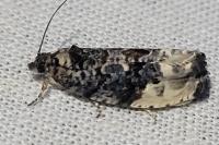 Hedya nubiferana