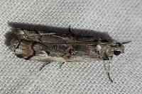 Pempelia palumbella