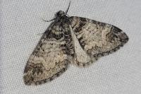 Perizoma juracolaria juracolaria