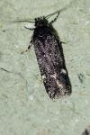 Neofriseria peliella