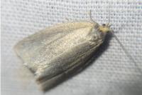 Zelotherses