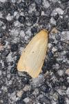 Cybosia mesomella