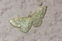 Idaea moniliata