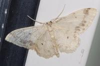 Idaea trigeminata