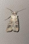 Agrotis clavis clavis